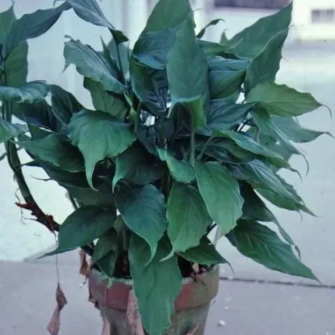 thumbnail for publication: Aglaonema spp.: Chinese Evergreen, Aglaonema